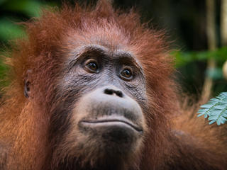 Sumatran Orangutan Species Wwf