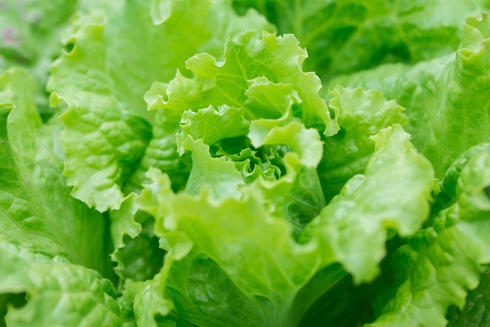 Close-up of romaine lettuce