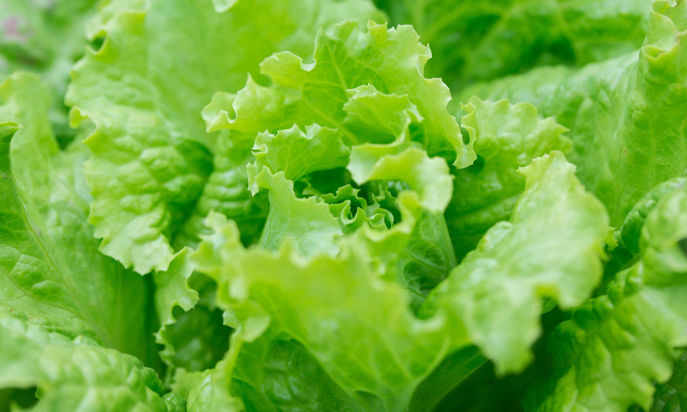 Close-up of romaine lettuce