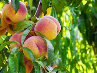 Peaches in a tree