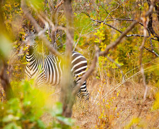 zebra in woodlands
