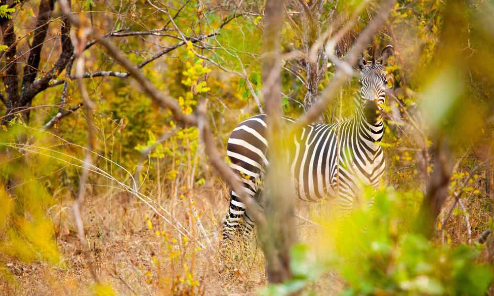 zebra mirror Greg Armfield WW1113071