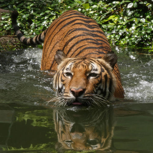 Tiger wading into a pool of water