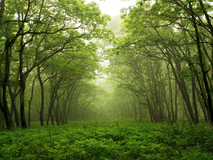forest