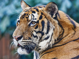 Bengal TIger 