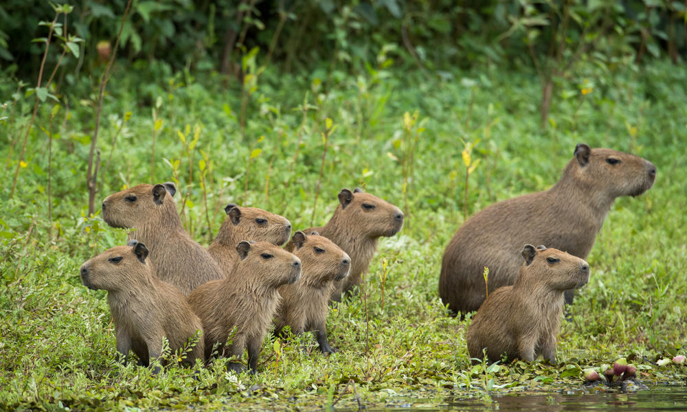 5 amazing animals that live in the Pantanal—and need our help | Stories ...