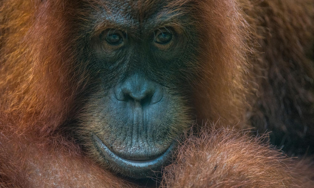 Orangutans In Sumatra Learn To Live In The Wild Stories Wwf - 