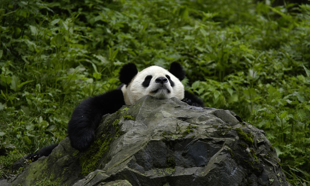Giant Panda Bear Diet In The Wild
