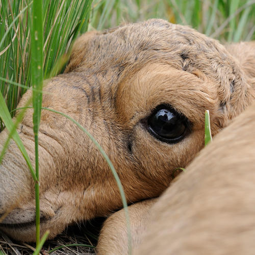 newborn saiga in the grass