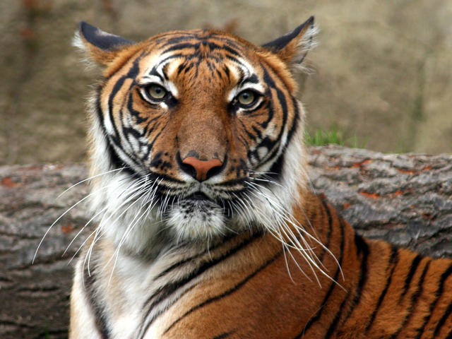 Indochinese Tiger | Species | WWF