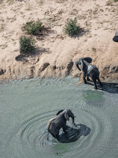 African elephants from an aerial drone