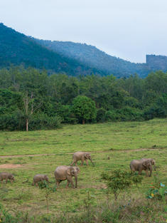 Asian elephants in a field with mountains in the background
