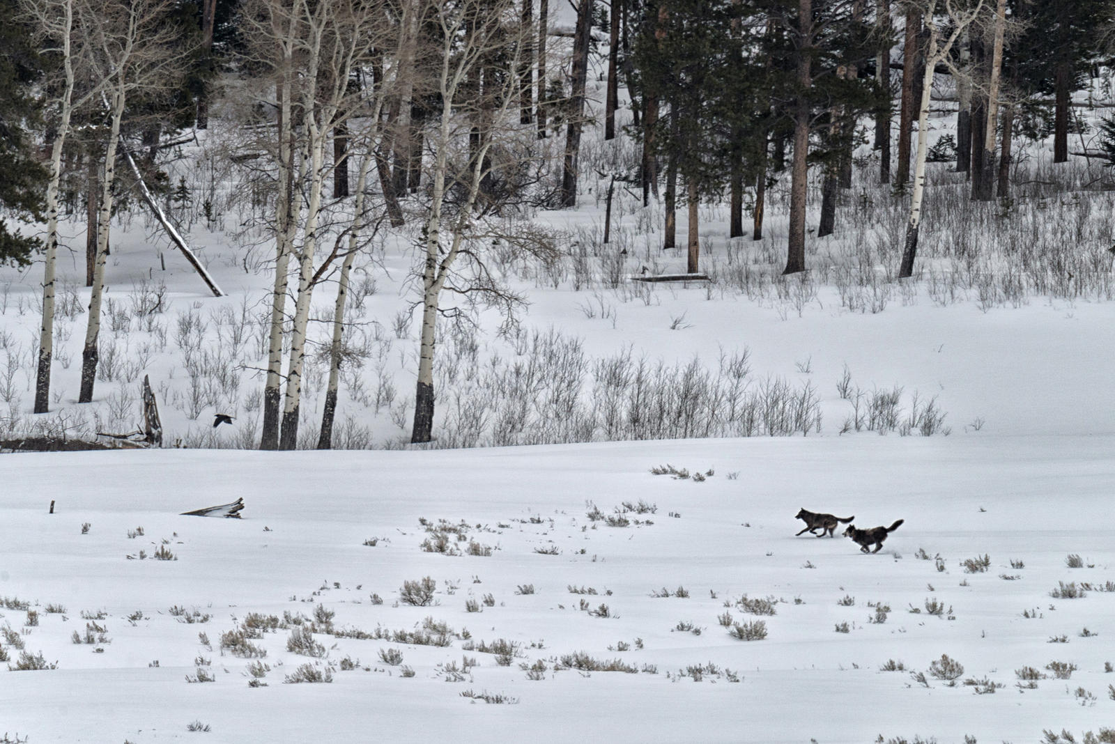 discover yellowstone pack winter2018