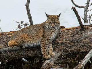discover yellowstone bobcat winter2018