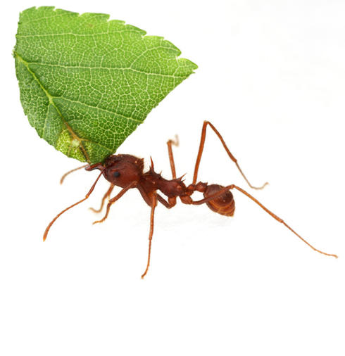 conersation ant winter2018