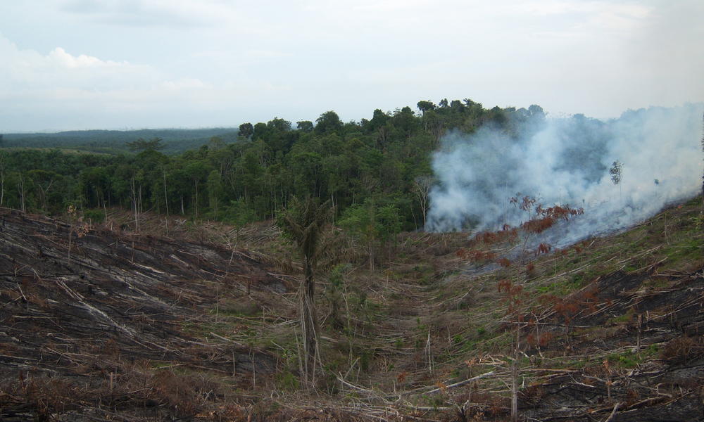 unsustainable agriculture impacts forests forest burning related