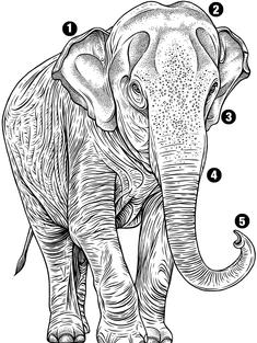 Illustration of elephants