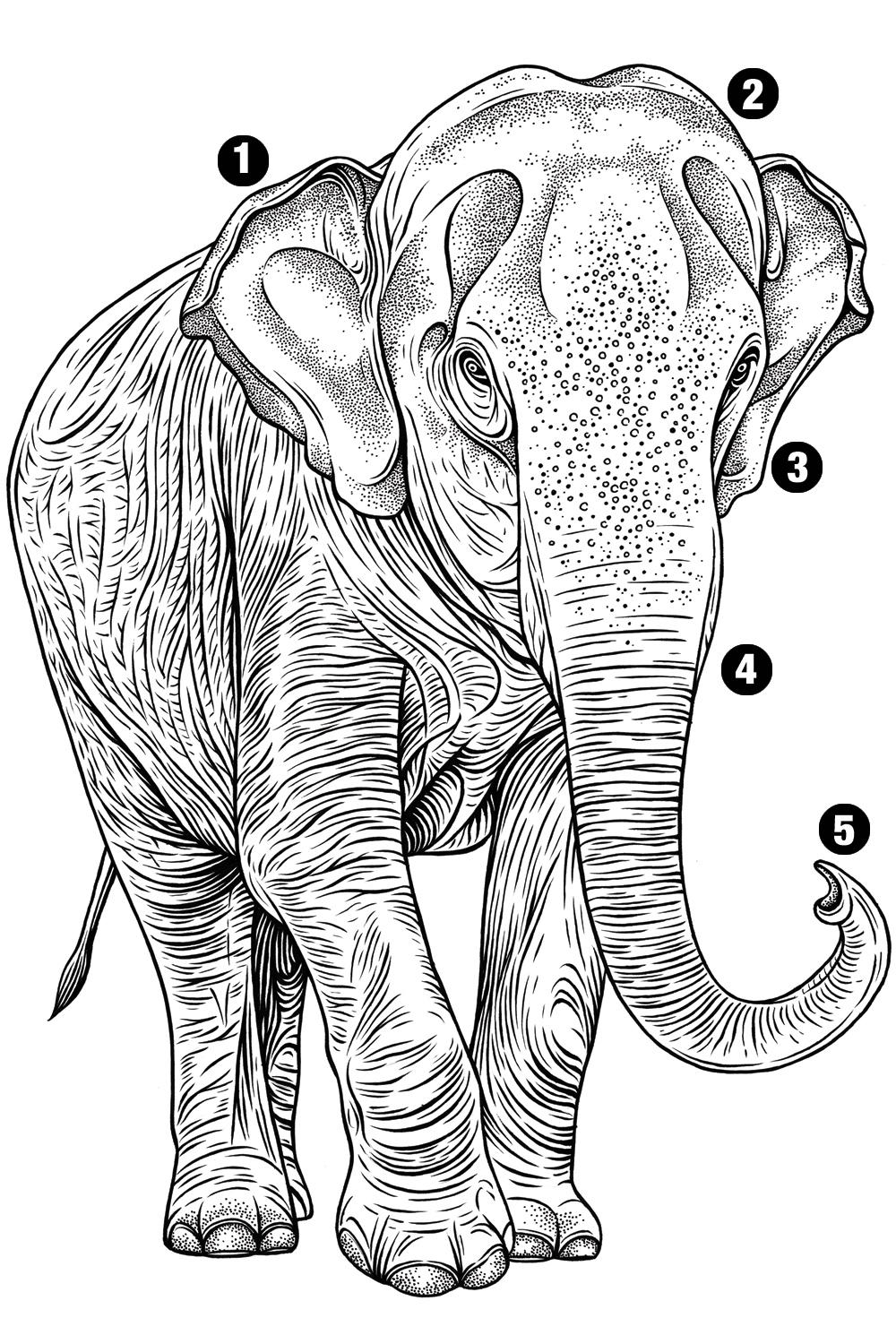 Asian Elephant Line Drawing