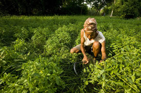 Sustainable Agriculture
