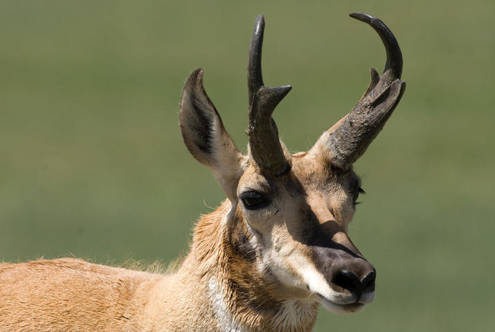 Pronghorn (Antilocapra americana)