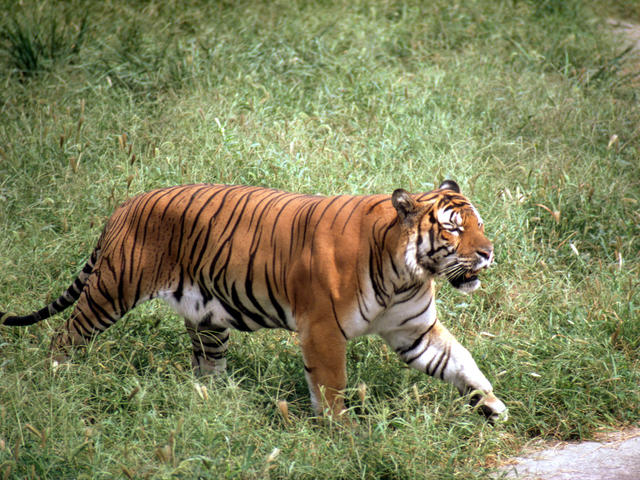 South China tiger - Alchetron, The Free Social Encyclopedia