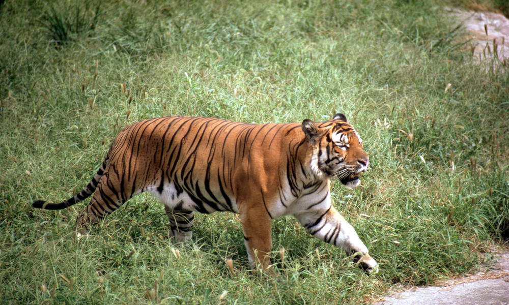 South China Tiger 