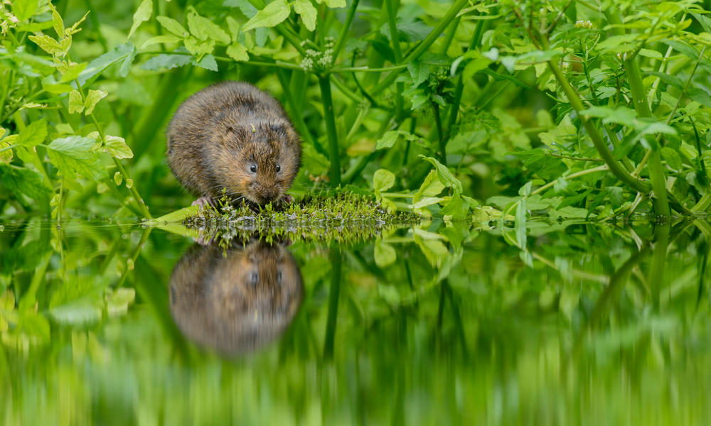 water vole Terry Whittaker WW24406