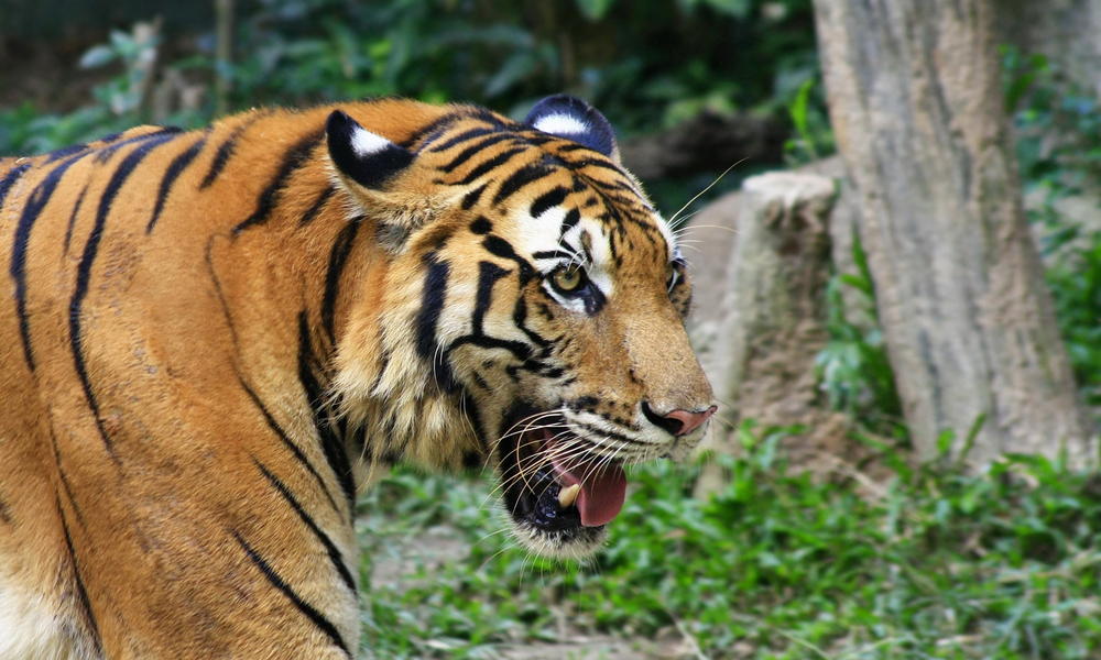 south-china-tiger_87865615.jpg | Photos | WWF