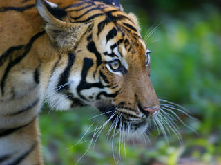 Malayan Tiger 