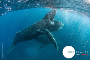 Embargoed OurPlanet Teaser Still1