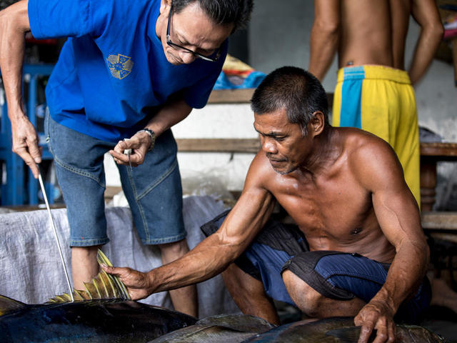 Orsui Bello samples the temperature and quality of Tuna for the export market at Tabaco City port, Philippines.