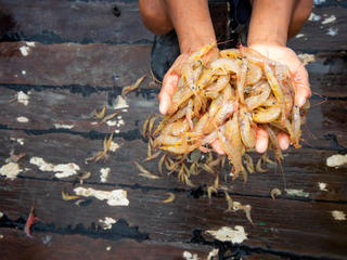 shrimp Antonio Busiello WW290773