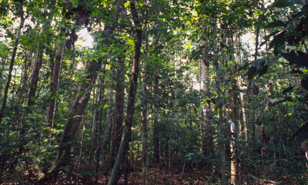 Global Forest and Trade