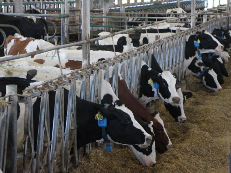 Cows in US
