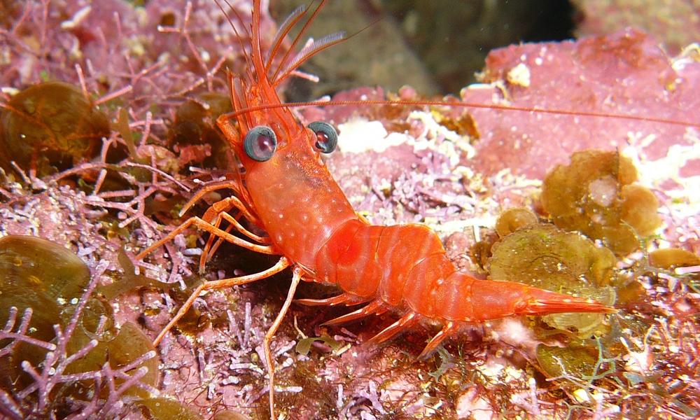 Tropical shrimp Photos WWF