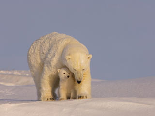 Polar bear and cub