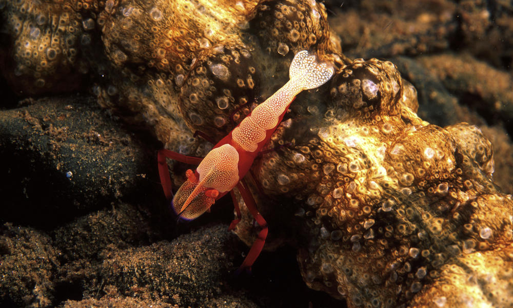 Emperor Shrimp
