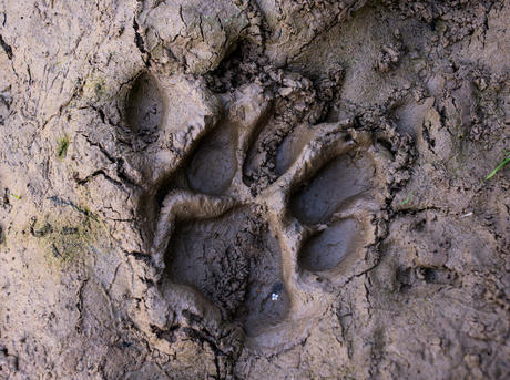 tiger paw print