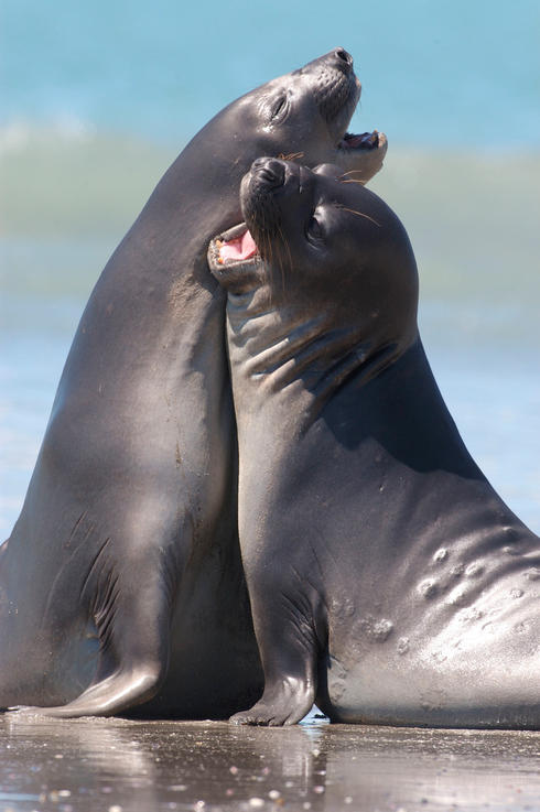 Argentina Sea