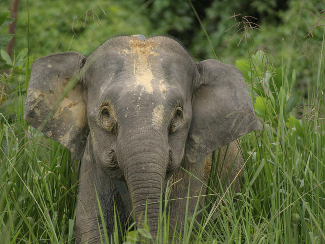 Bornean Elephant Species Wwf