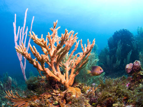 Staghorn Coral Antonio Busiello WW1105624