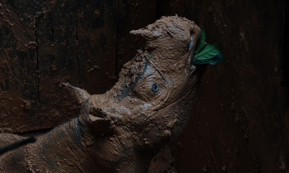 Sumatran rhino covered in mud