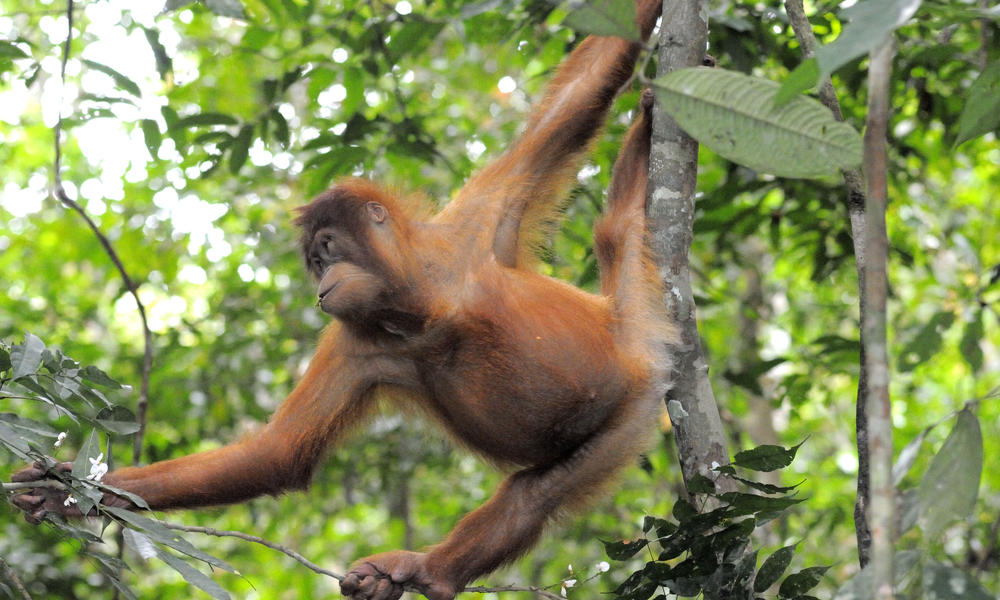 Timber Biodiversity