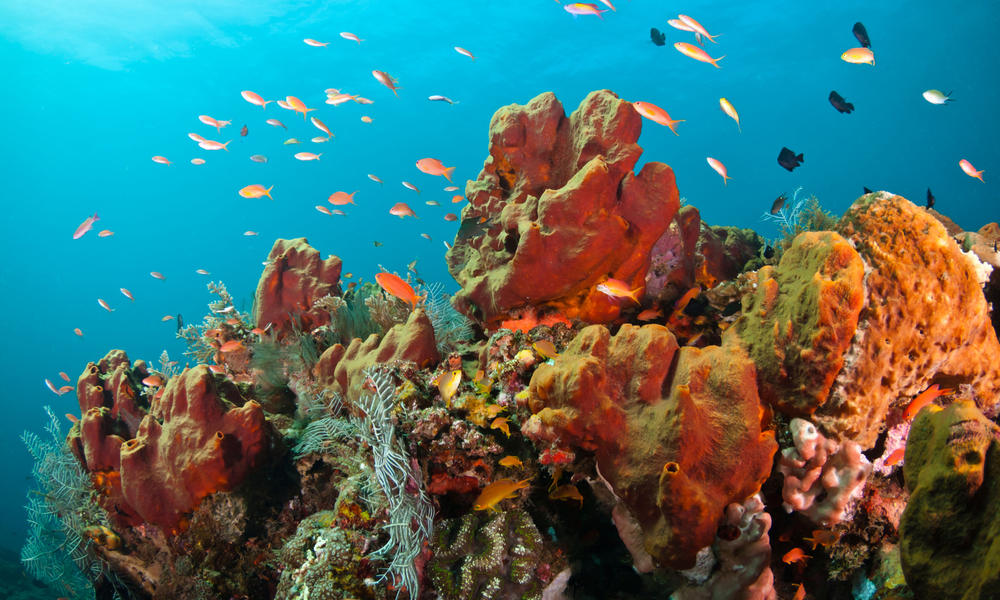 Colorful reef