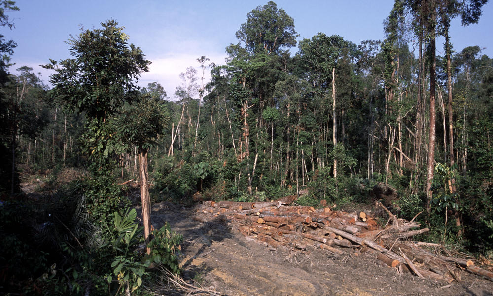 Timber