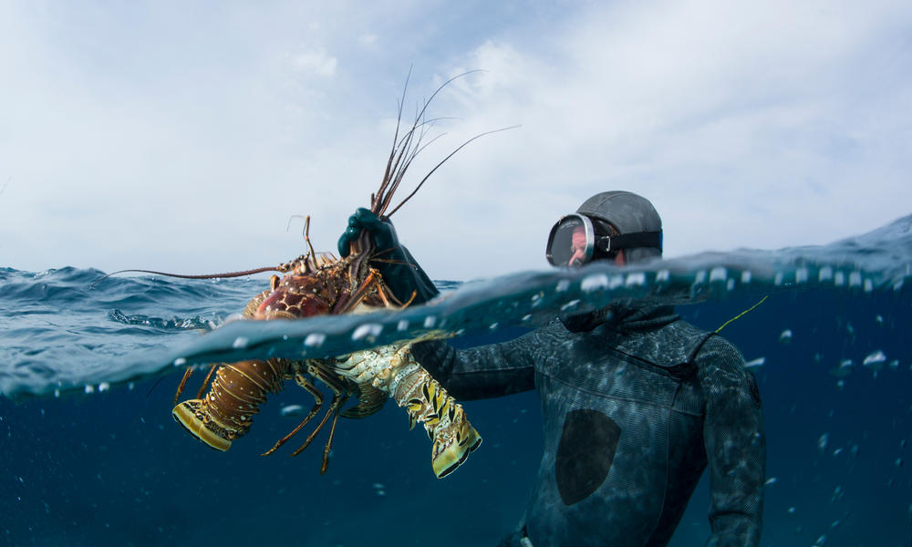 Scuba diver with lobsters