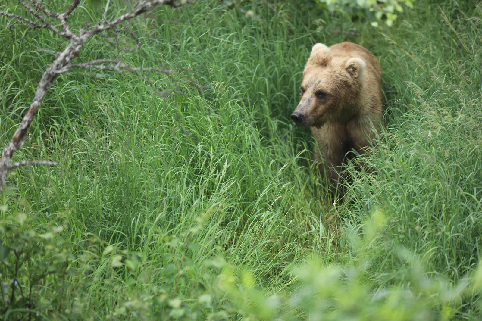 Grizzly bear in high grass