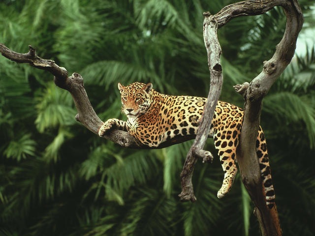 Jaguar Species Wwf