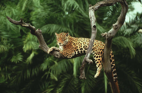 Responsible Forstry Biodiversity Loss