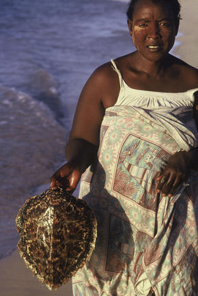 Turtle shell